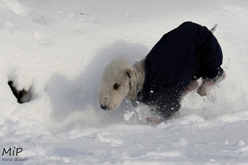 2010-12-25 Airis Blue Volshebny Svet (13).jpg